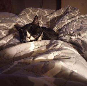 Meet your Posher, Gregory